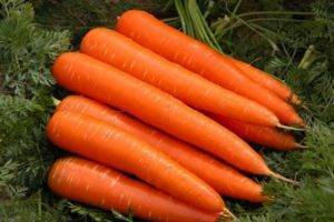 Эффективные средства защиты моркови от листоблошки