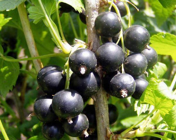 Чёрная смородина сокровище – крупные и вкусные ягоды на вашем участке