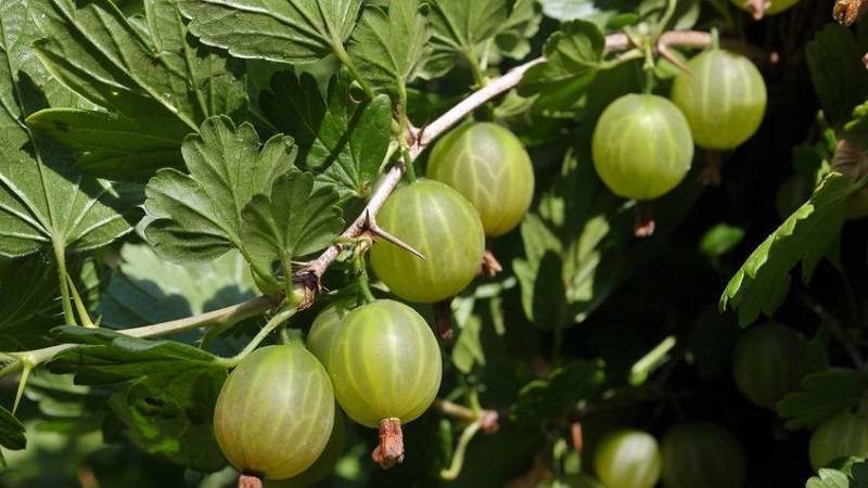 Правила ухода за крыжовником влияющие на урожайность и качество плодов