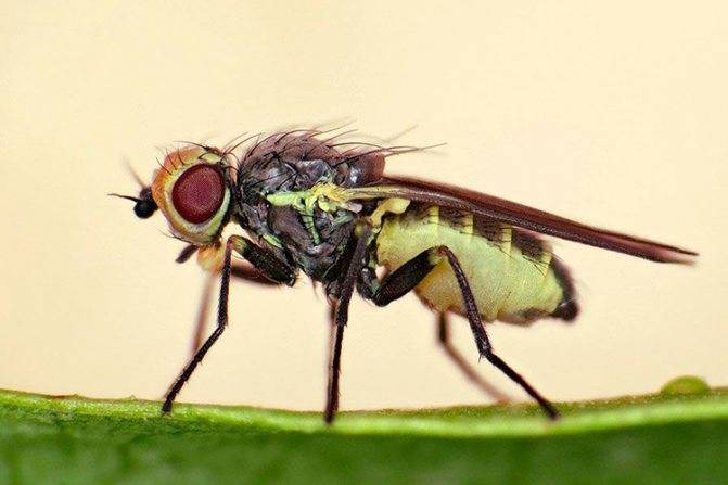 Луковая муха – как распознать на растениях и эффективно с ней бороться