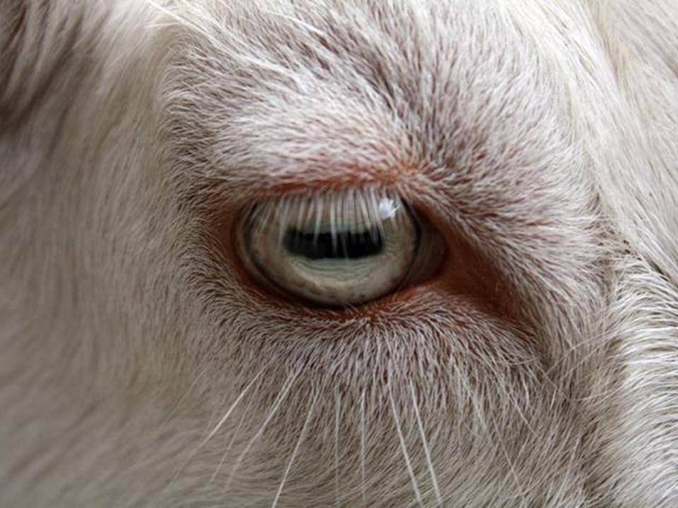 Глаза козы