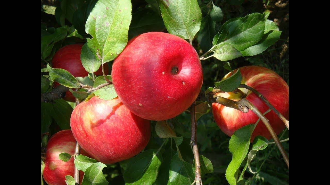 Лучшие сорта яблонь для беларуси