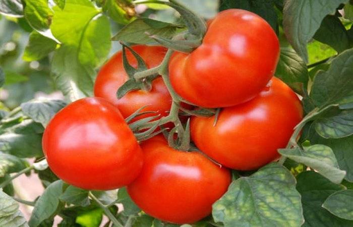 Суперранний сорт томатов джина