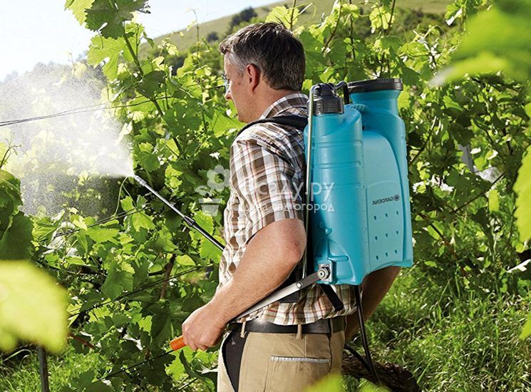 Обработка винограда весной и летом 2019 года: подробная виноградная шпаргалка по защитным обработкам от болезней и вредителей на каждом этапе роста, эффективные средства на любой случай