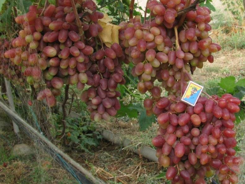 Описание и тонкости ухода за виноградом сорта забава