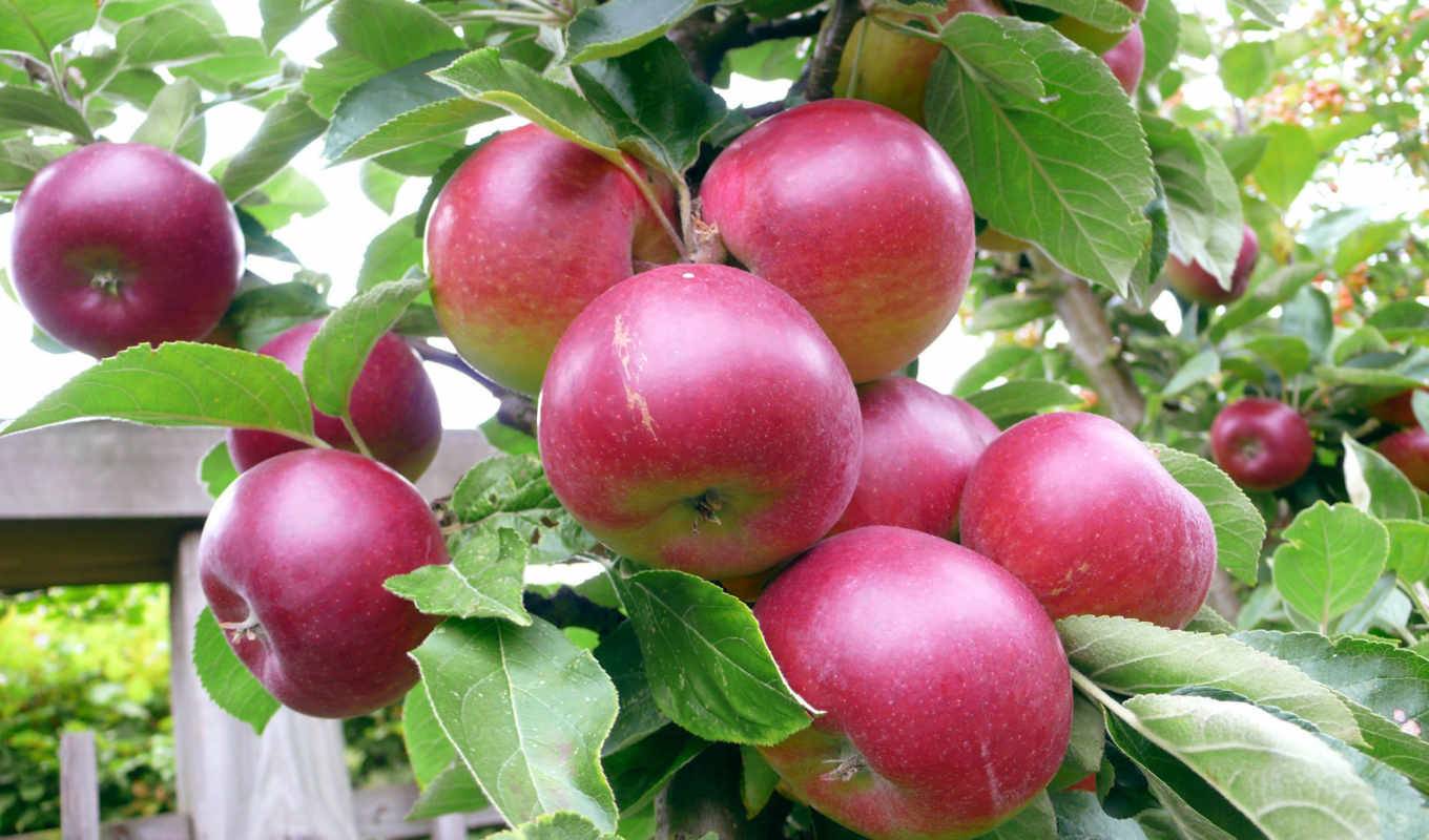 Описание и характеристики яблони сорта Звездочка, выращивание, посадка и уход