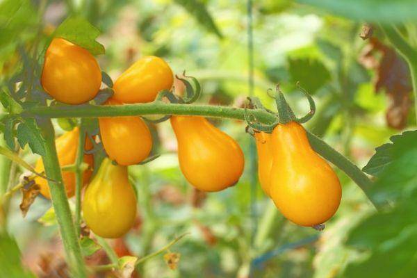 Описание полудетерминантного томата безумие касади и агротехника культивирования сорта