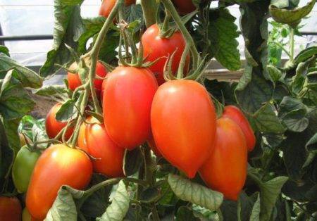 Томат кохава: характеристика и описание сорта, урожайность с фото