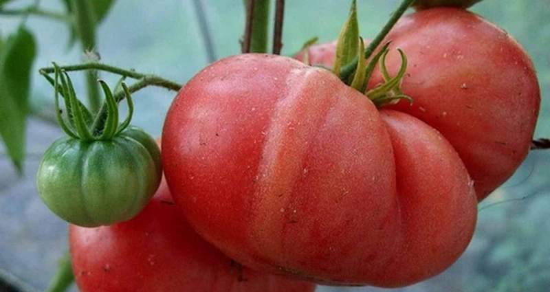 Чудесный сорт томата «ляна»: в чем его уникальность, описание, характеристики, фото