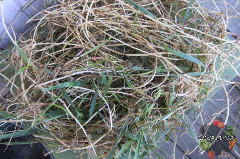 Борьба с крапивой на даче — как избавиться от сорняка навсегда