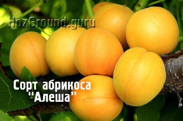 40 самых лучших сортов абрикоса
