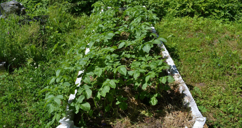 Выращивание помидоров по методу галины кизимы