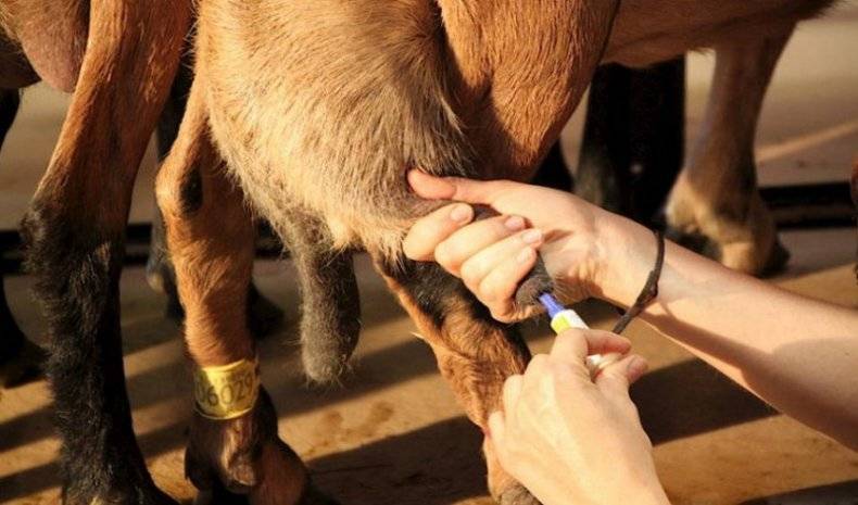 Как лечить мастит у козы?