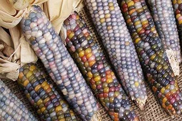 Выращивание кукурузы, сорта кукурузы