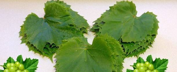 Рецепты консервированных виноградных листьев для долмы