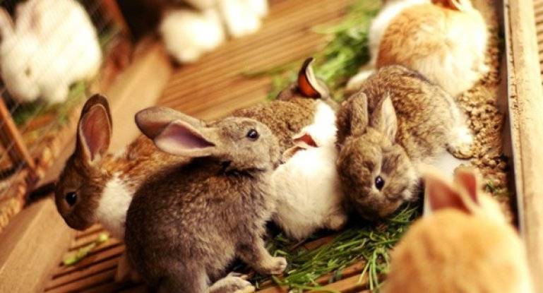 Можно ли и какие овощи полезно давать кроликам