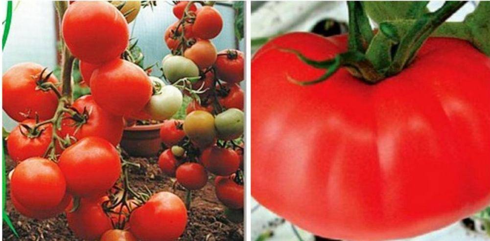 Какие сорта томатов самые сладкие?