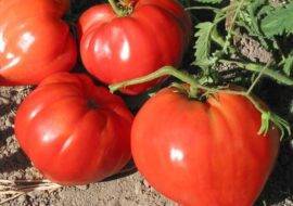 Перспективный и обожаемый многими фермерами томат «медовый гигант»: характеристика и описание сорта помидоров