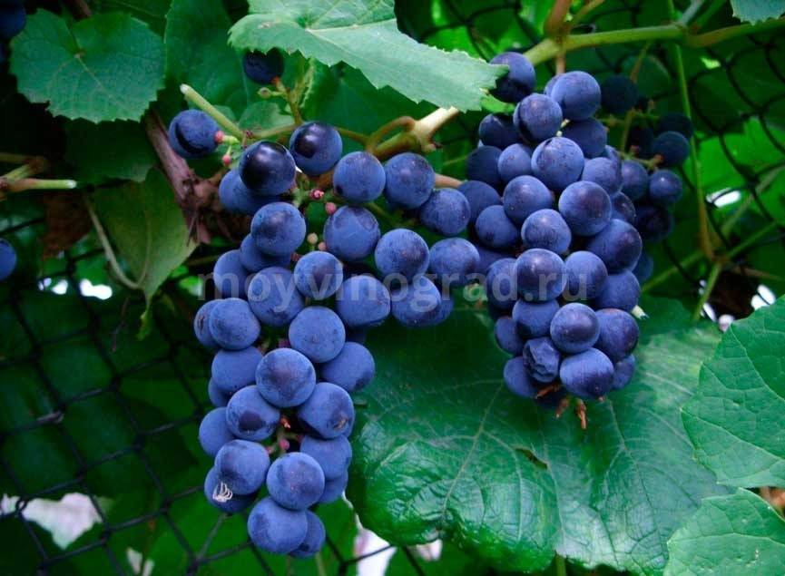 Описание гибридной формы винограда «эверест»
