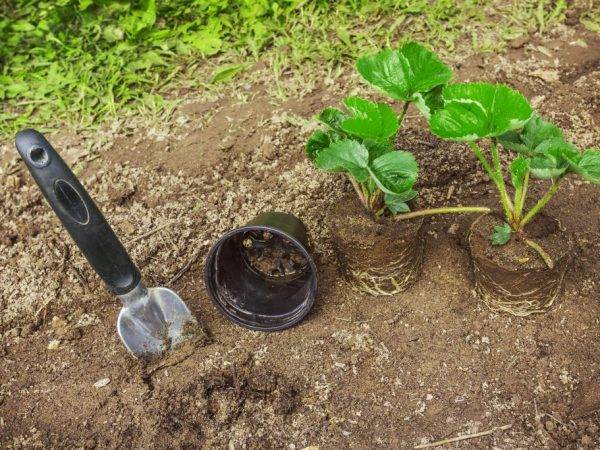Ремонтантная клубника: посадка и уход, выращивание и болезни