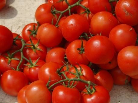 Описание сорта томата сердечный поцелуй, особенности выращивания и урожайность
