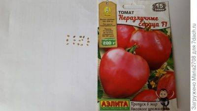 Срок хранения семян томатов на всхожесть