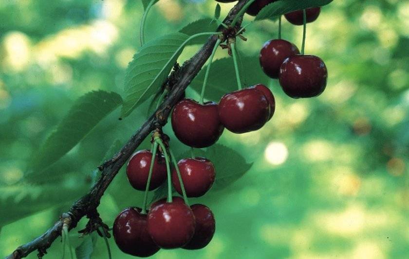 Описание сорта вишни краса севера и характеристики плодов и дерева, выращивание