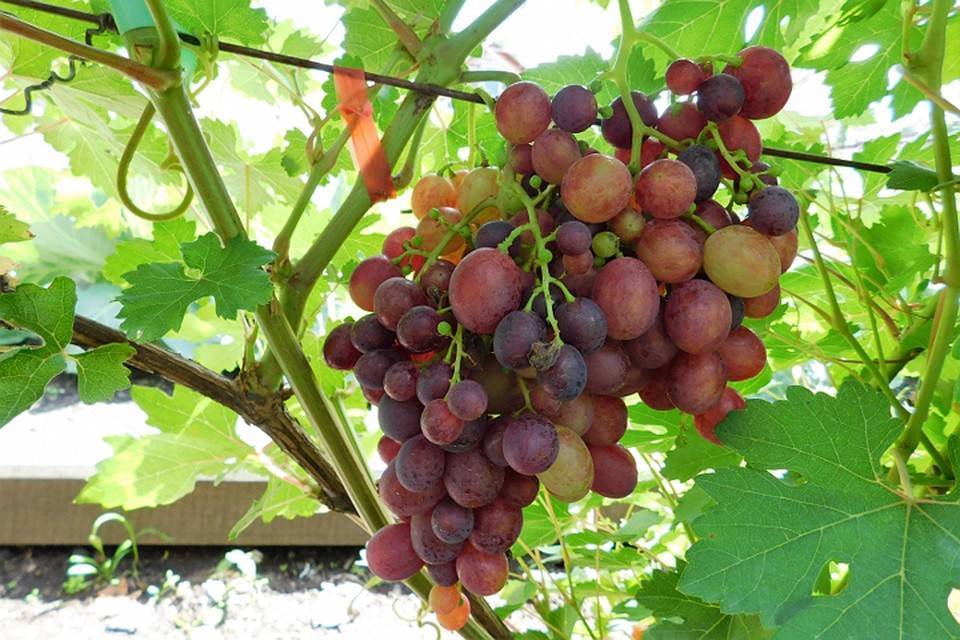 Меню для винограда: чем и как кормить лозу, чтобы она кормила нас
