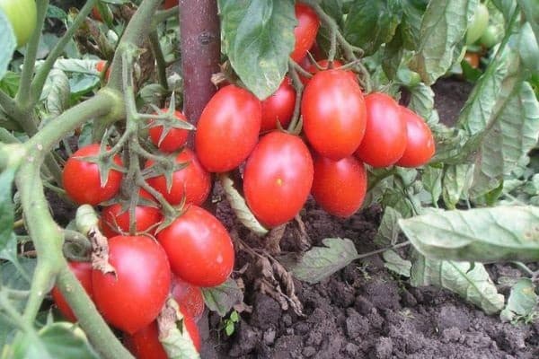 Описание сорта томата Работяга, особенности выращивания и ухода
