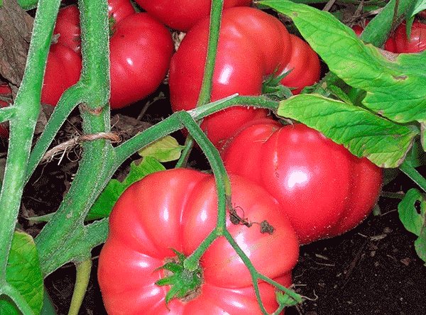 Характеристика и описание сорта томата Радуница, отзывы огородников