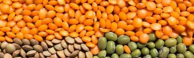 Богатая белком и витаминами чечевица: польза и вред, способы употребления в пищу и для снижения веса