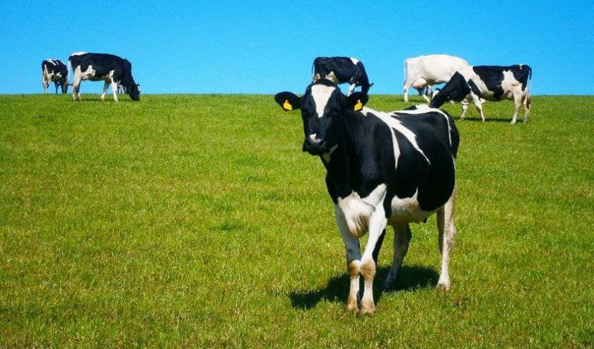 Черно-пестрый крс – самые распространенные коровы