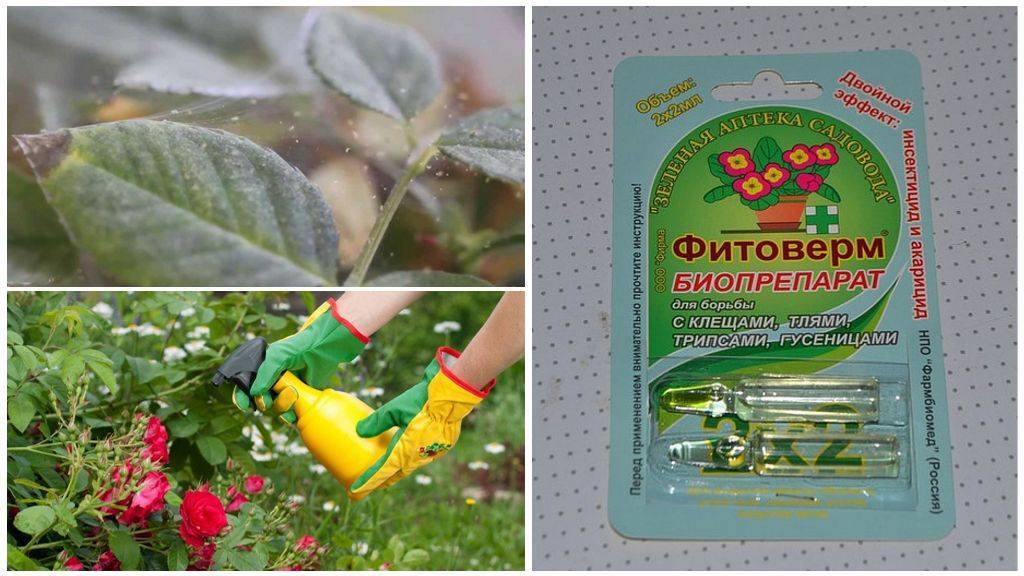 Как эффективно бороться с паутинным клещом на розах в домашних условиях. химические и народные способы – отзывы огородников и агрономов