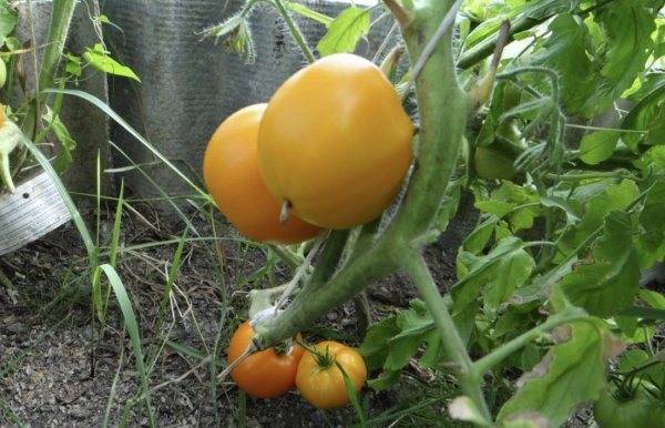 Описание и характеристика томатов «обские купола»: отзывы огородников