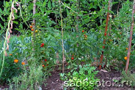 Пасынкование помидоров: как правильно пасынковать и прищипывать помидоры в теплице