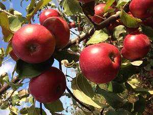 Описание сорта яблонь Память Сюбаровой и рекомендуемые регионы выращивания