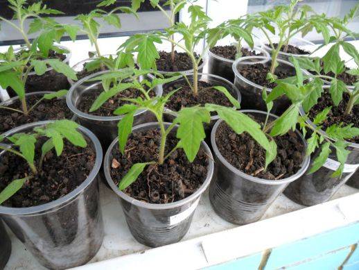 Как сажать и выращивать рассаду помидор в торфяных горшочках
