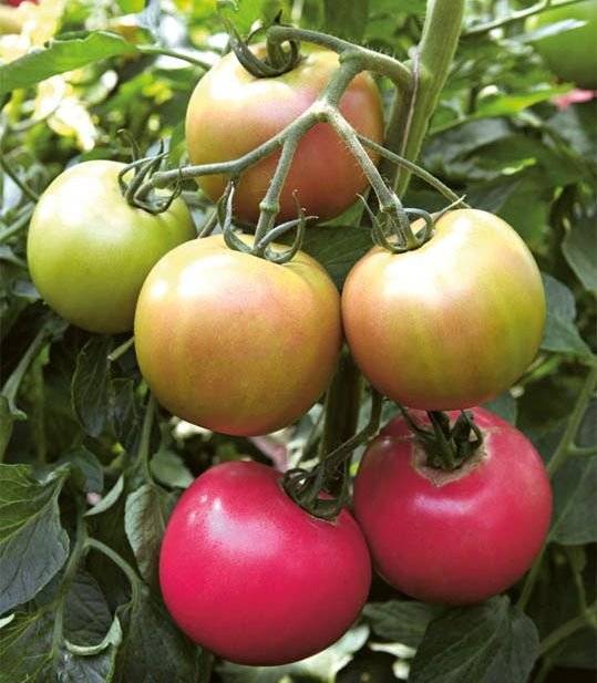 Особенности выращивания томата малиновый звон