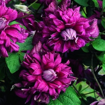 Клематис «пурпуреа плена элеганс»: описание сорта, фото и отзывы