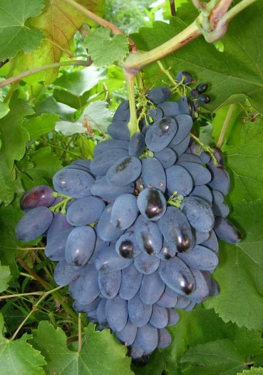 Чем обрабатывать и опрыскивать виноград от милдью для лечения и борьбы с болезнью