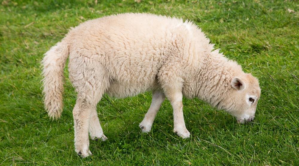 Популярные заболевания овец
