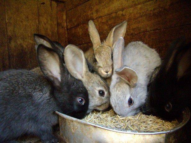 Сколько раз в день кормить кроликов: количество корма и таблица нормы