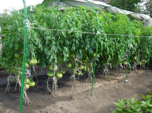 Агротехника выращивания томатов в теплице и открытом грунте