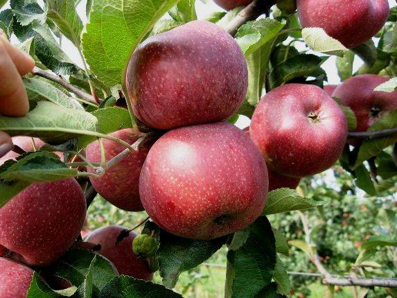 Яблоки флорина – румяные долгожители
