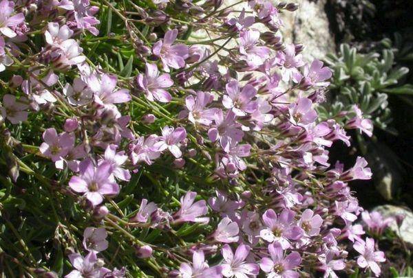 Растение романтиков гипсофила метельчатая: секреты посадки и ухода