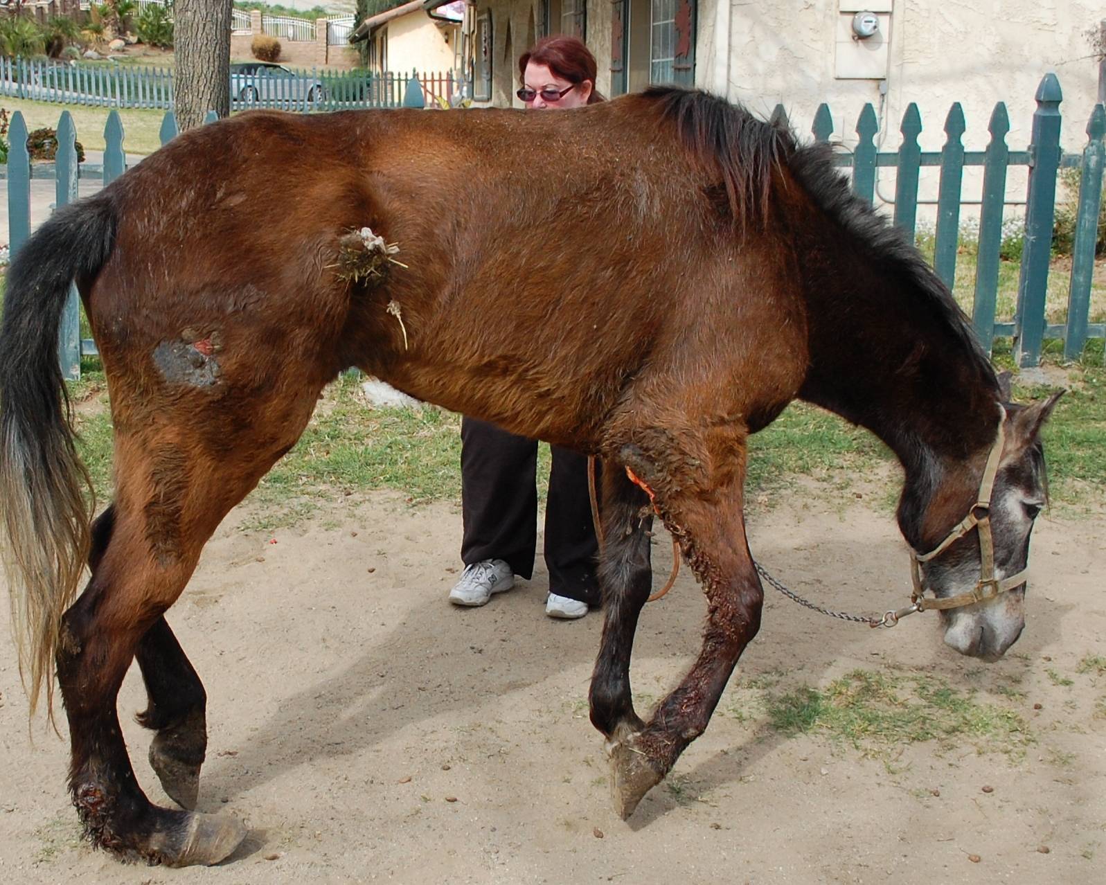 Болезни лошадей: основные симптомы, профилактика и лечение основных инфекционных заболеваний (110 фото)