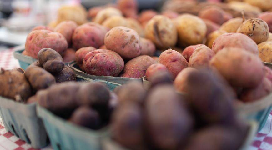 Сорт картофеля «краса» с отличным товарным видом и прекрасным вкусом
