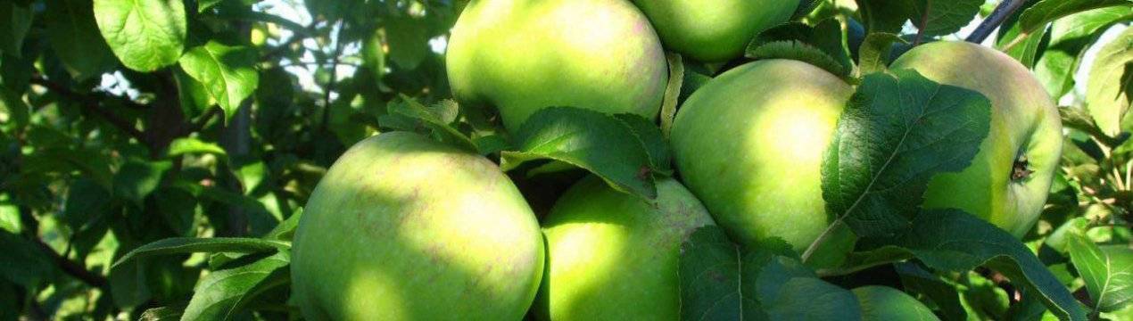 Описание сорта яблони вымпел, ее достоинства и недостатки