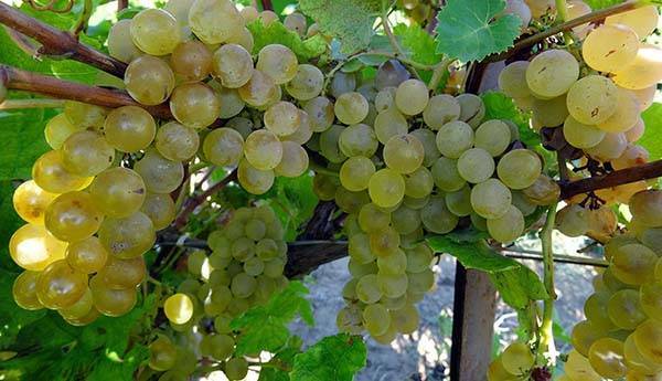 Домашнее виноделие – сорта винограда, оборудование, рецепты, этапы производства