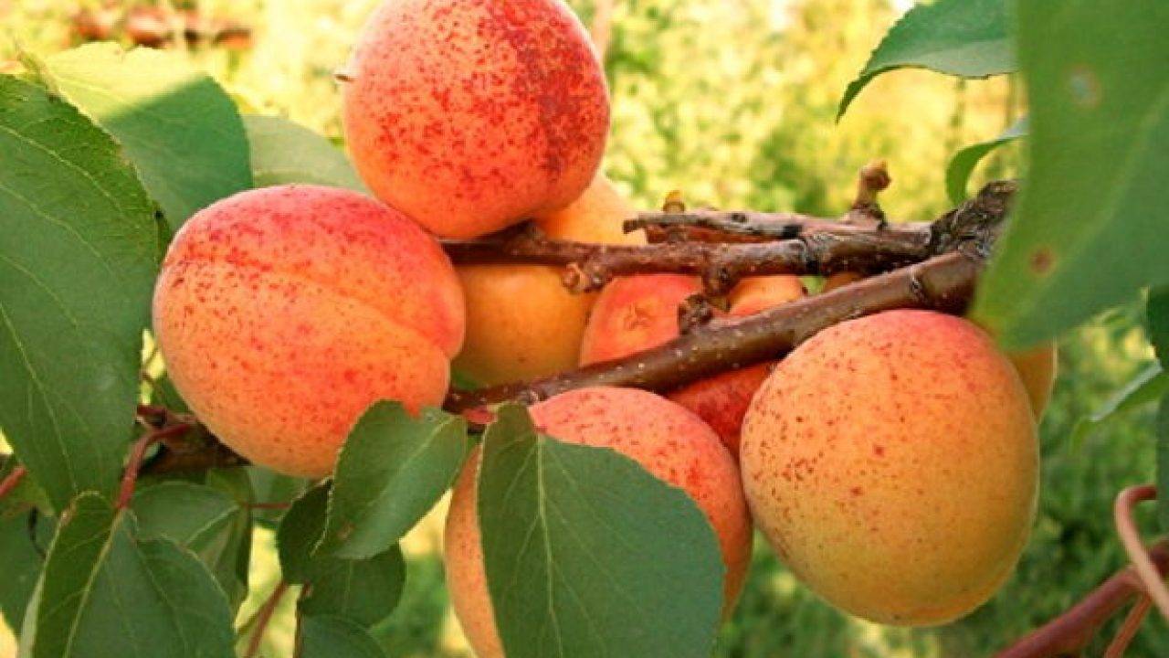 Об абрикосе медовый: описание и характеристики сорта, посадка, уход, выращивание